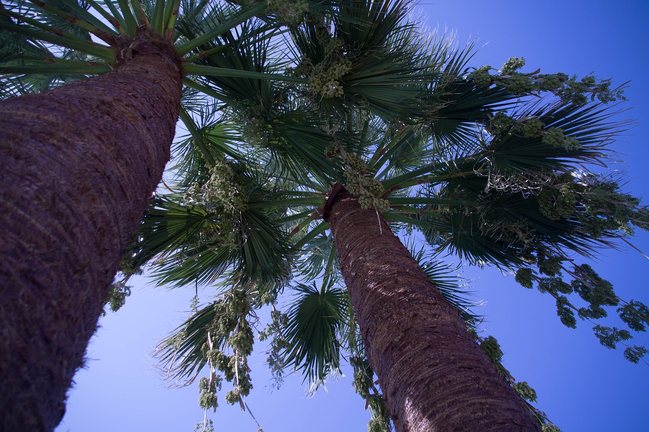 summer  sky  palm trees free photo