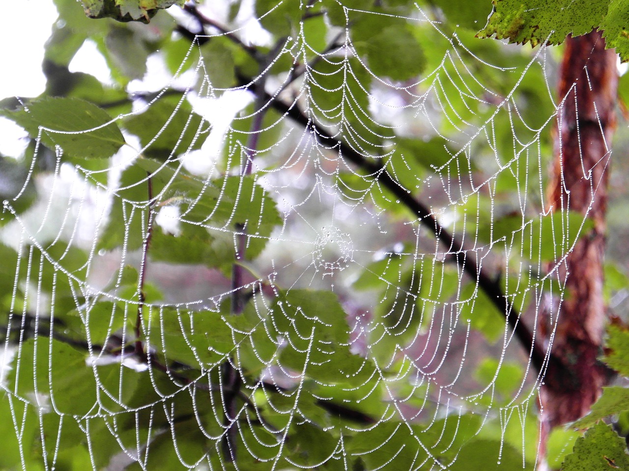 summer  spiderweb  the dew free photo