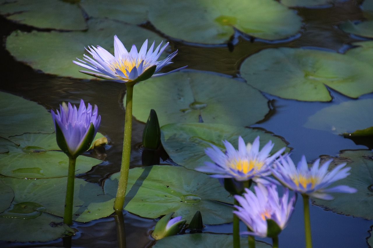 summer  water lilies  pond free photo