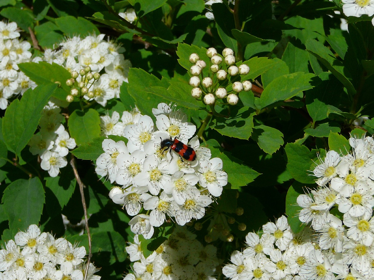 summer  beetle  flower free photo