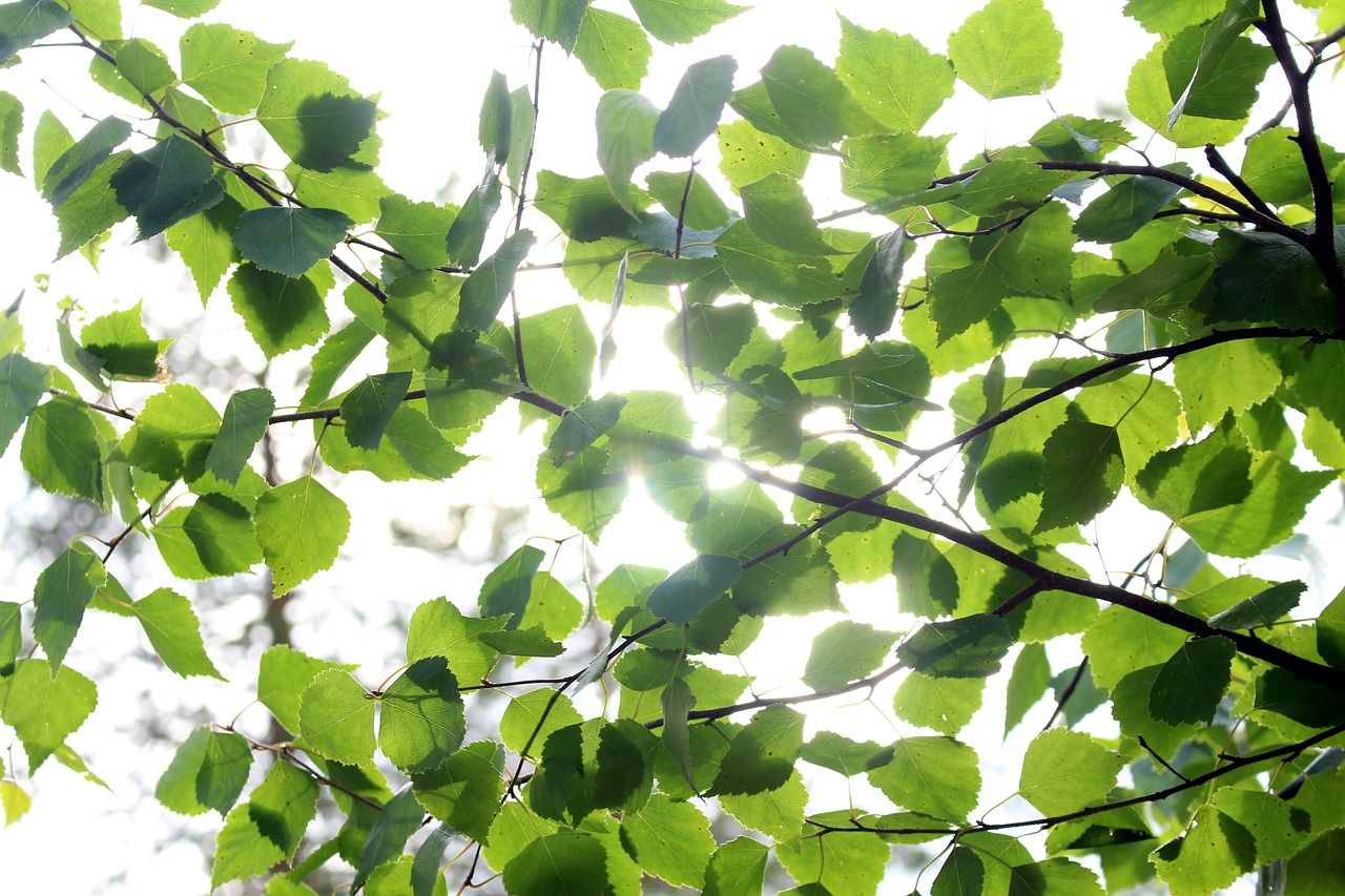 summer  leaf  foliage free photo