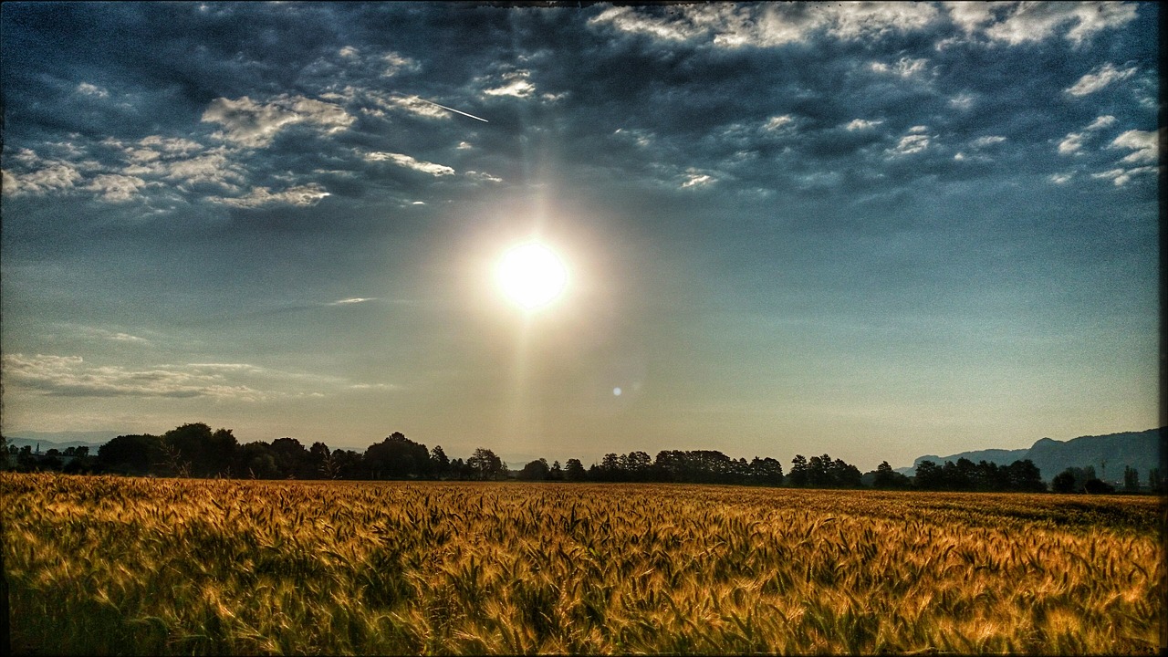 summer sun field free photo