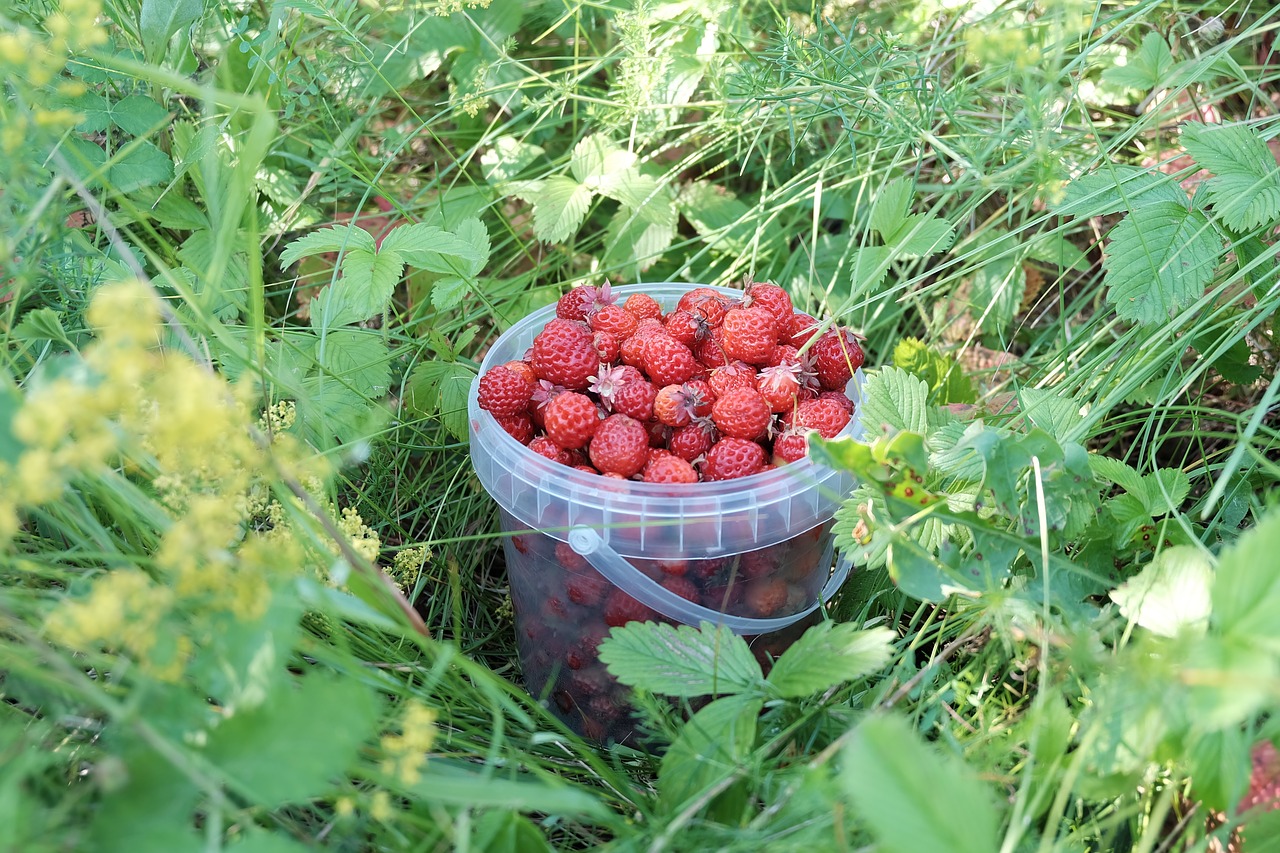 summer  berry  harvest free photo