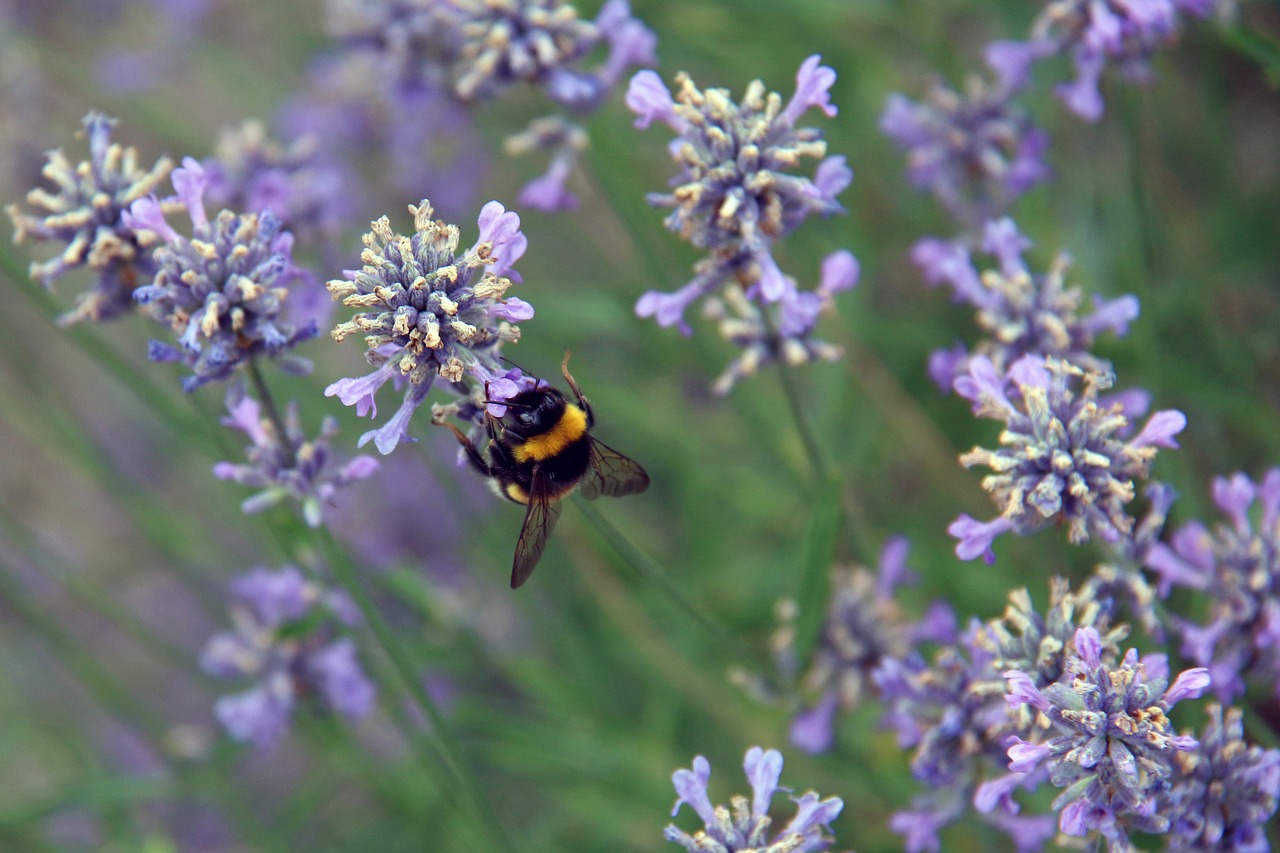 summer  hummel  insect free photo