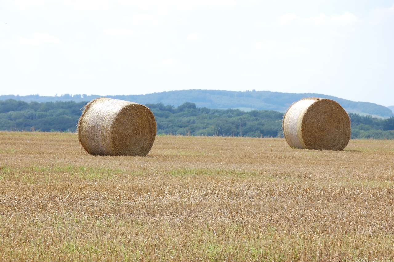 summer  straw bales  agriculture free photo