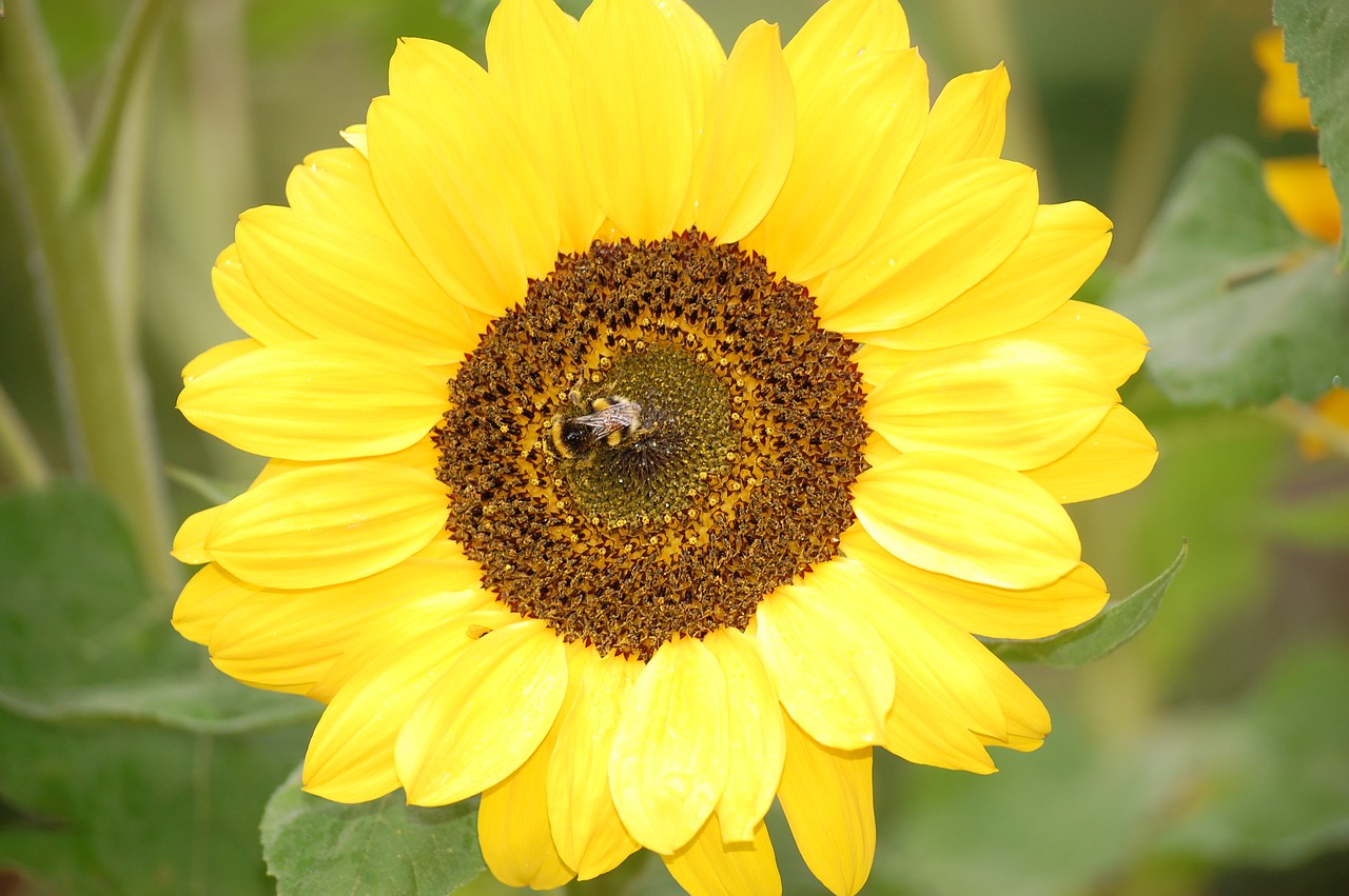 summer  nature  sunflower free photo