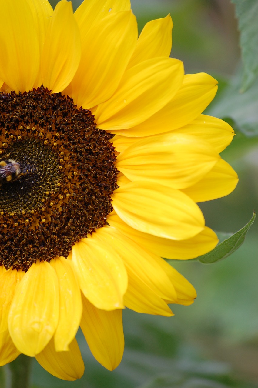 summer  nature  sunflower free photo