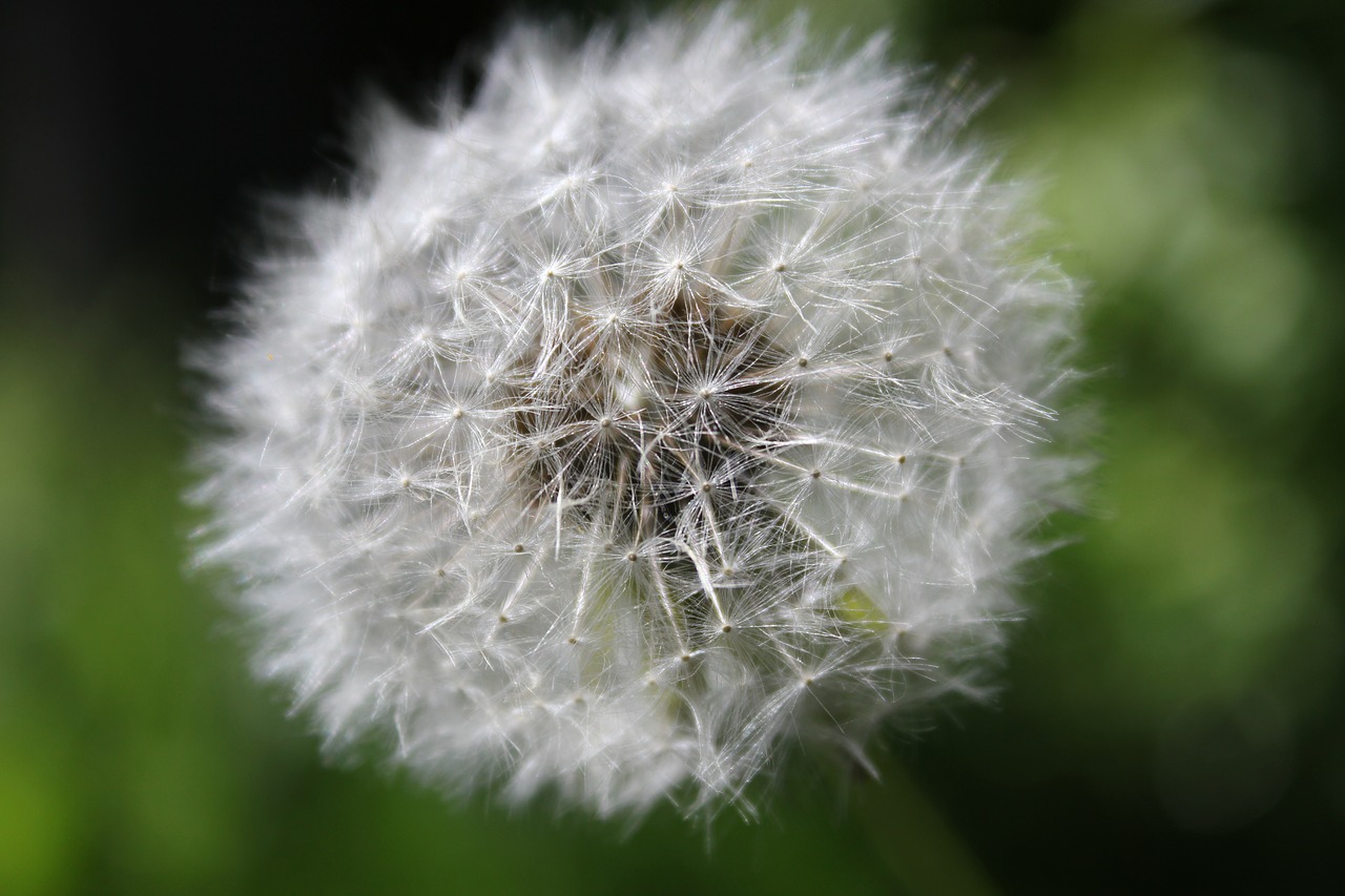 summer  dandelion  transience free photo