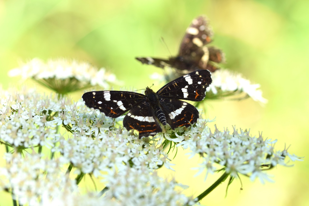 summer  butterfly  flowers free photo