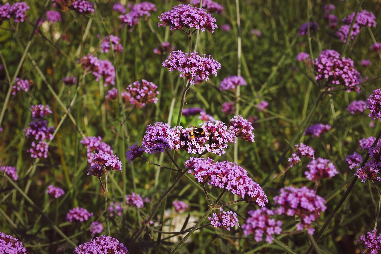 summer  flowers  verbena free photo