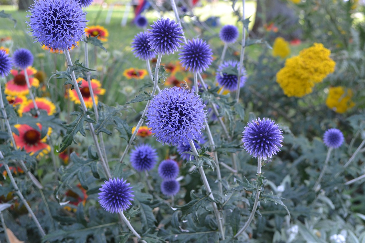 summer  flowers  purple free photo