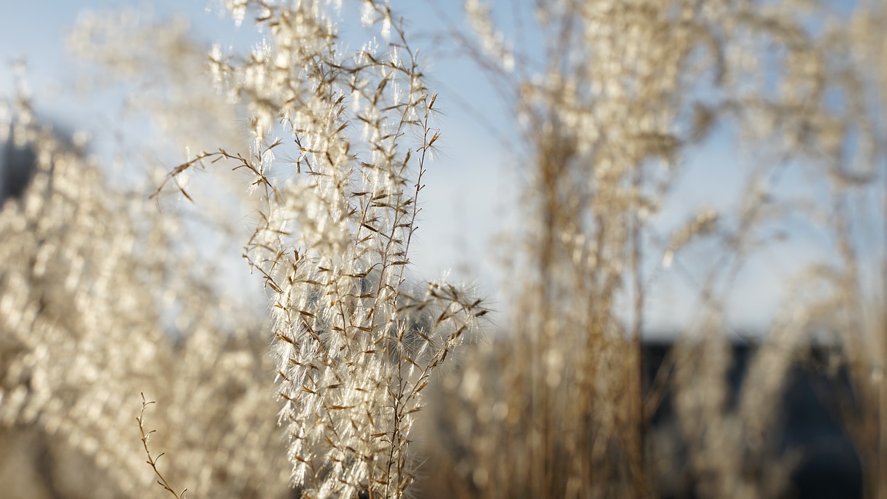 summer  spring  grasses free photo