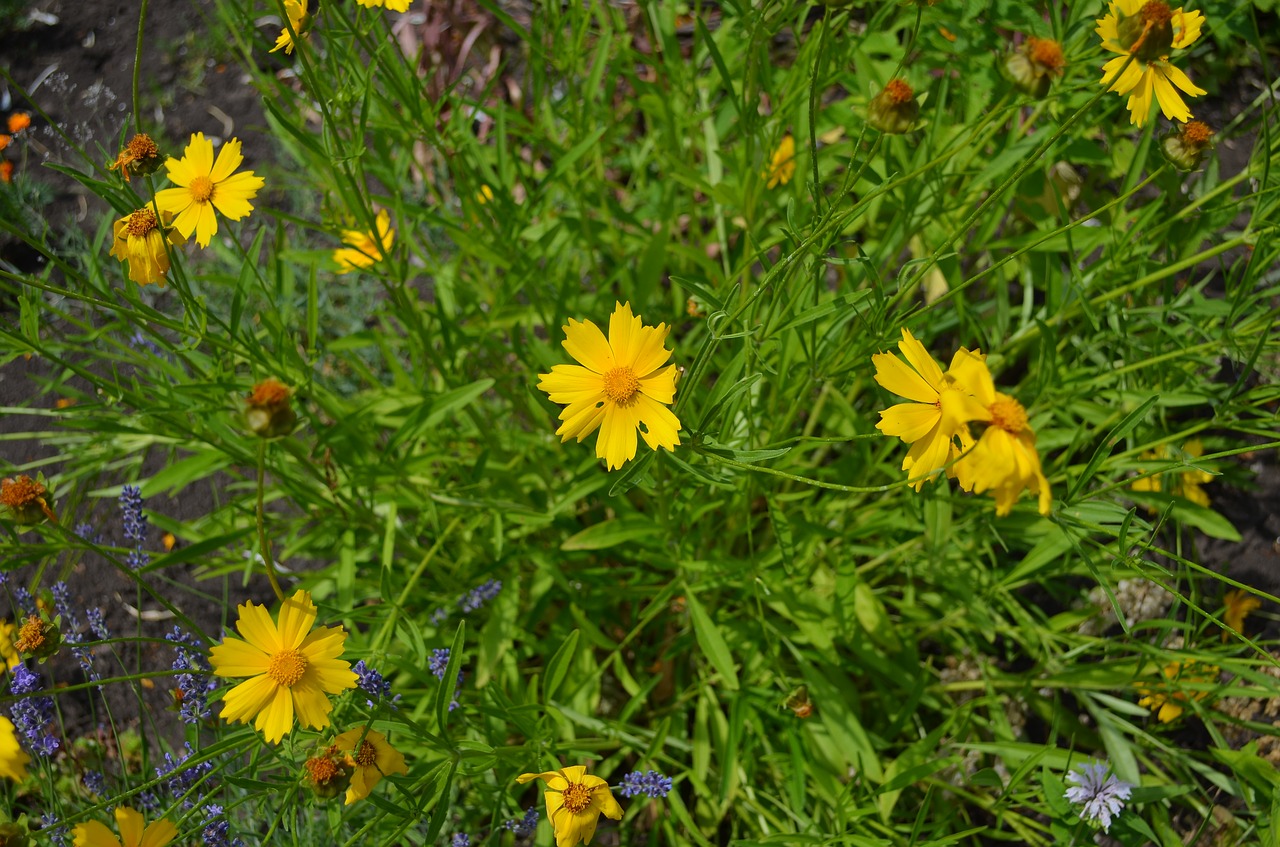 summer  flower  daisy free photo