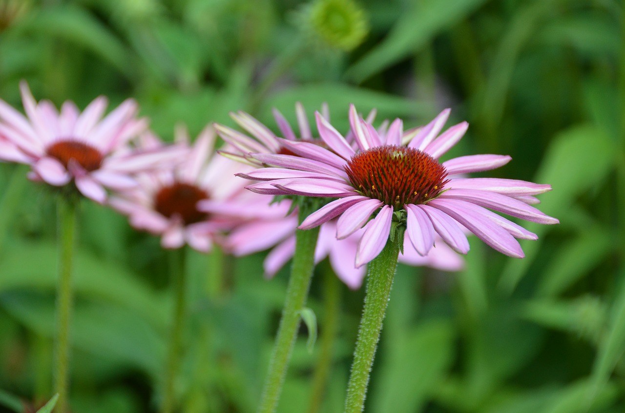 summer  coneflower  echinacea free photo