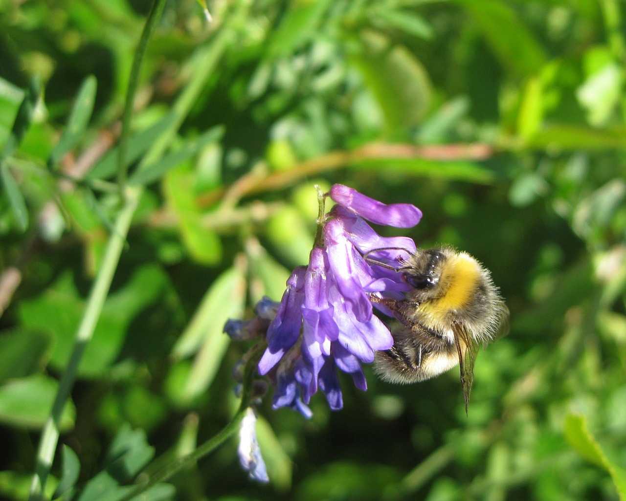 summer flower bee free photo