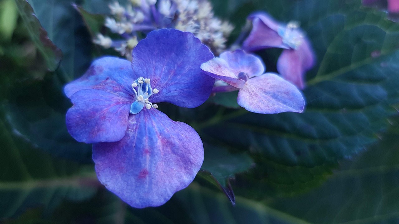 summer  flower  sunshine free photo