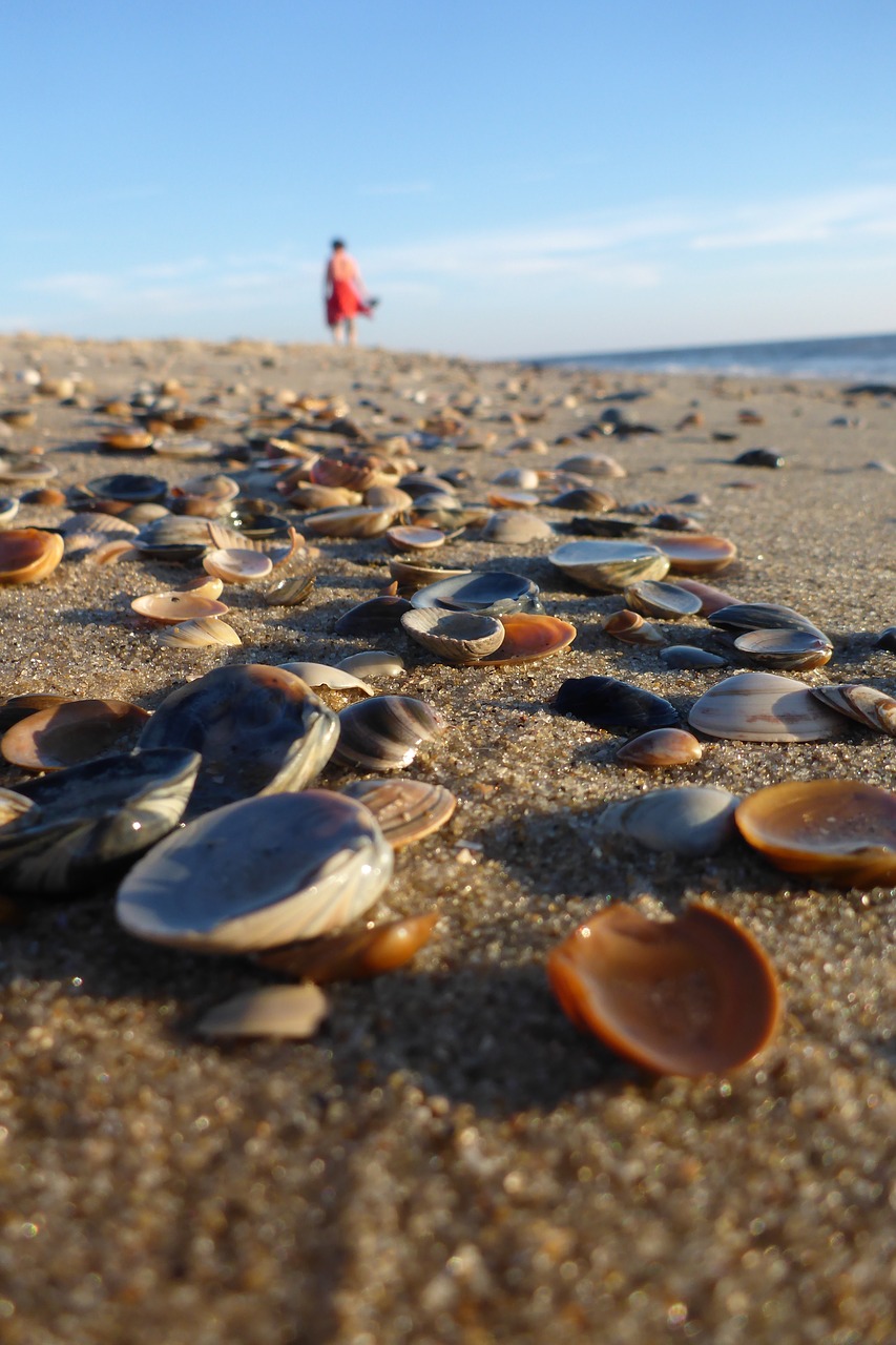 summer  beach  water free photo