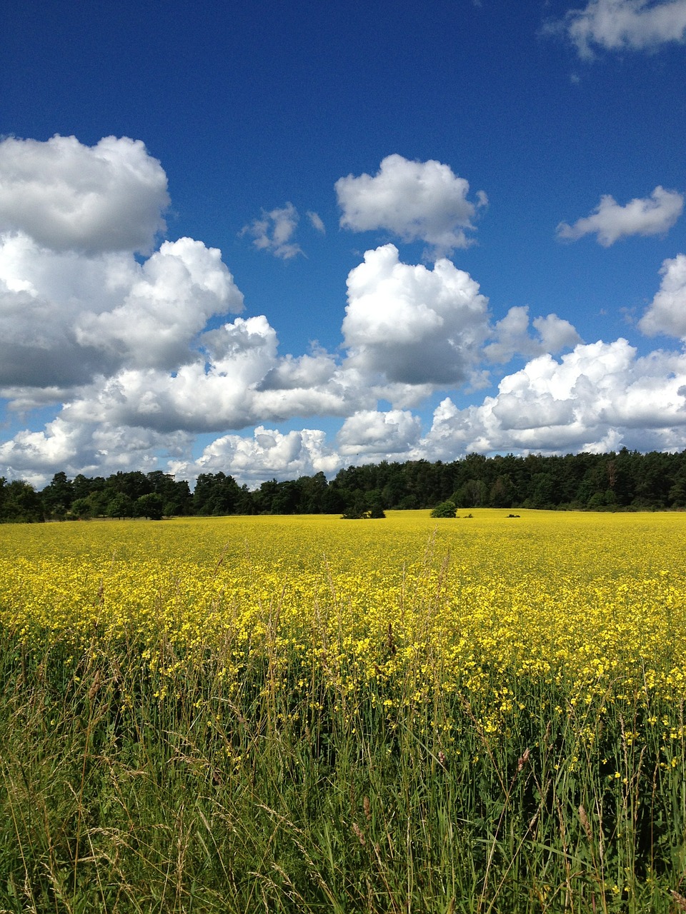 summer sweden yellow fields free photo