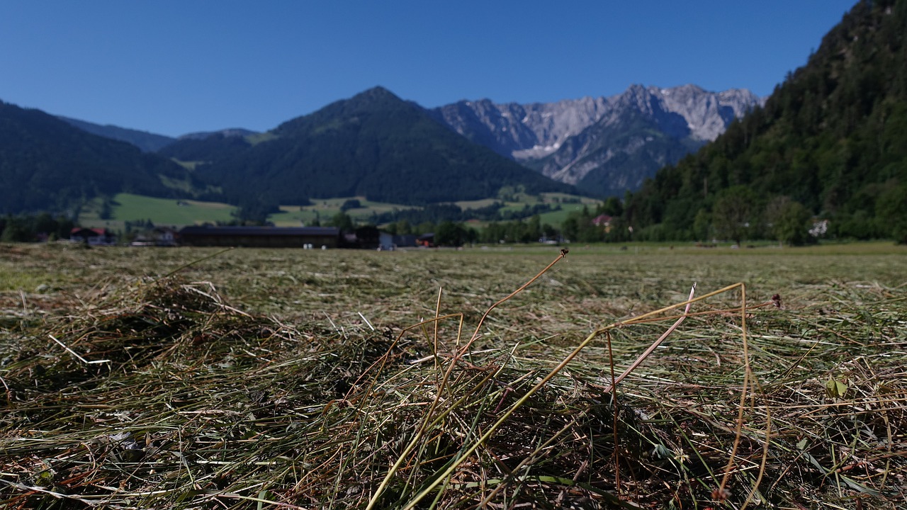 summer  hay  field free photo