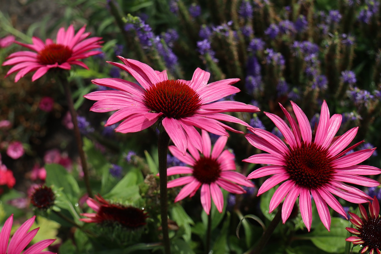 summer  garden  flowers free photo