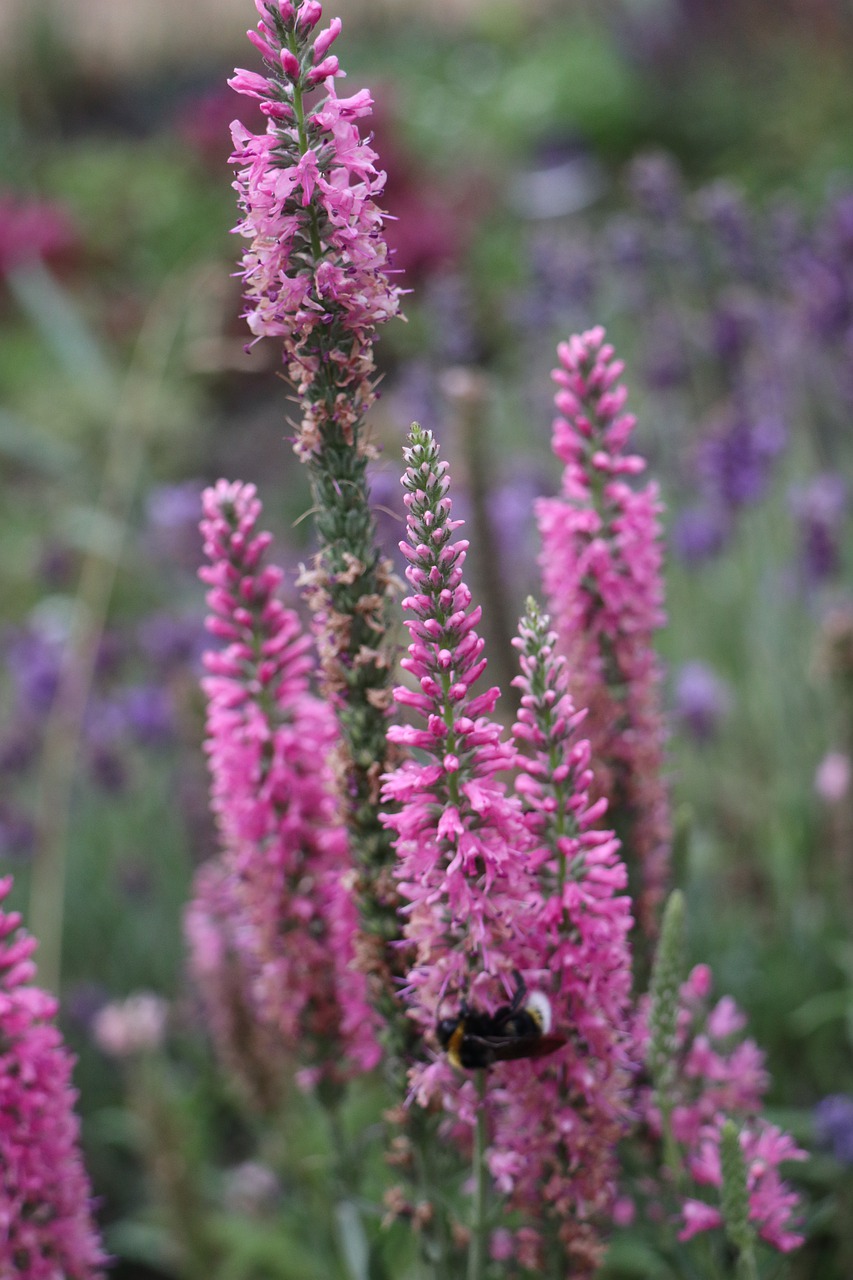 summer  garden  plants free photo