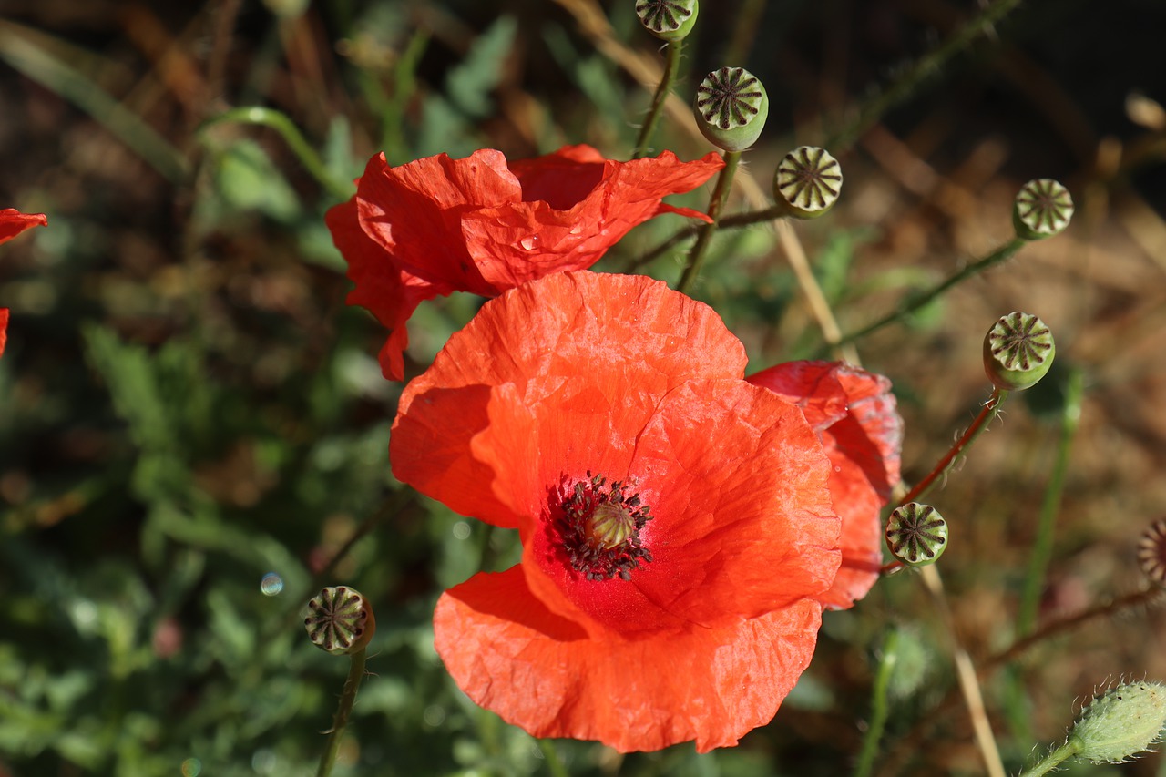 summer  poppies  red free photo