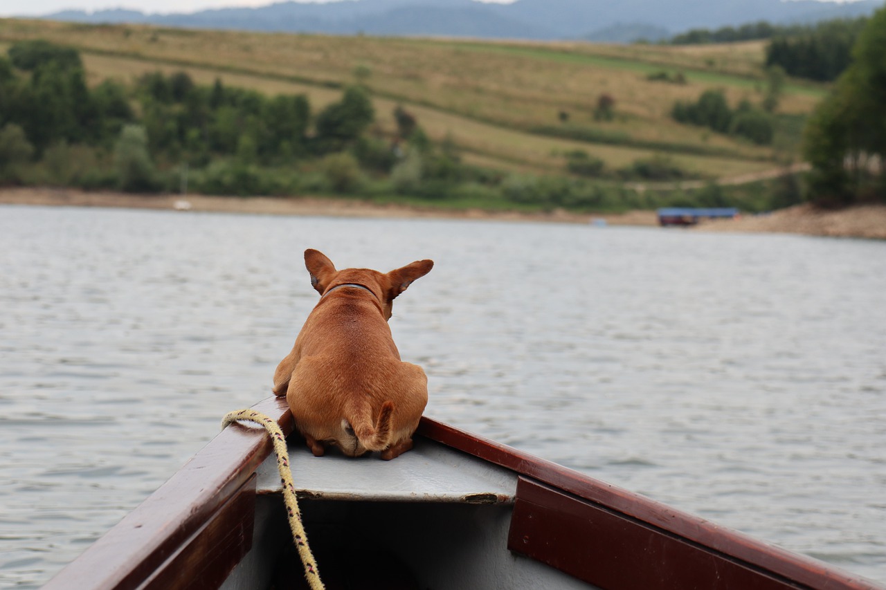 summer  holidays  dog free photo