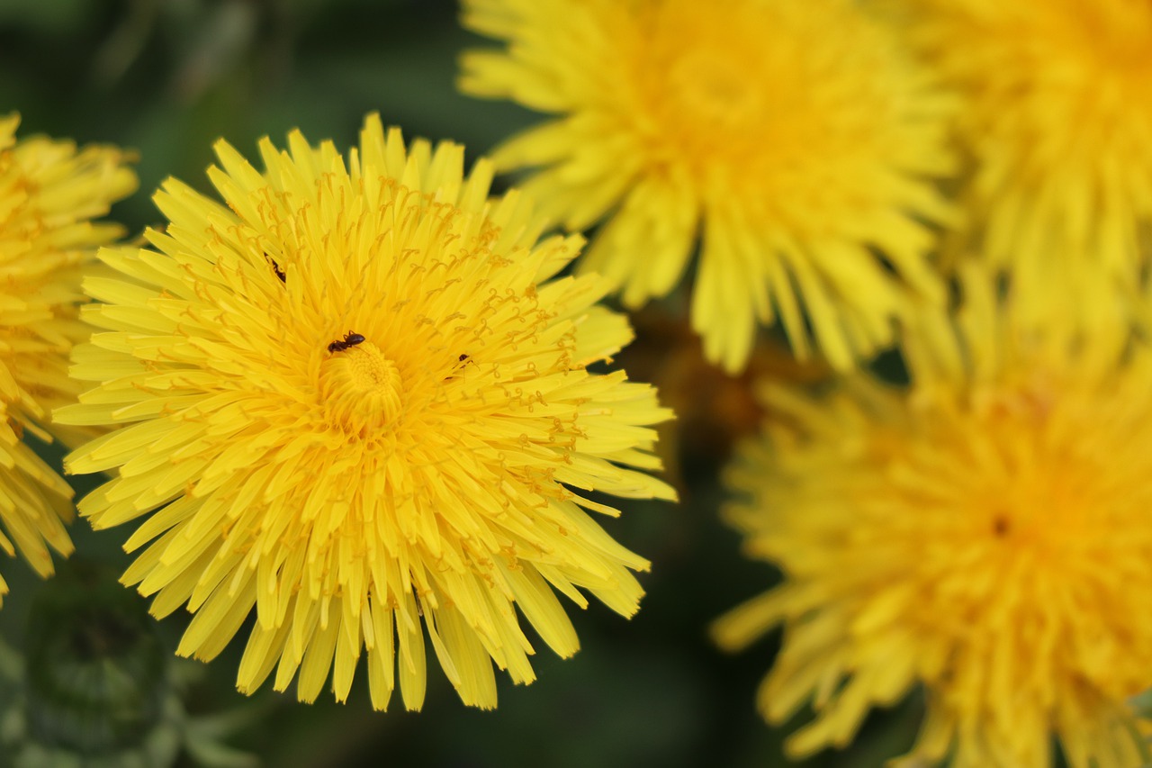 summer  sun  flower free photo