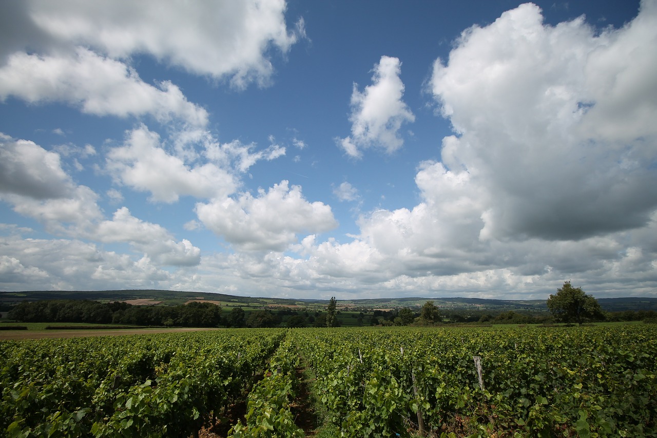 summer wine vineyard free photo