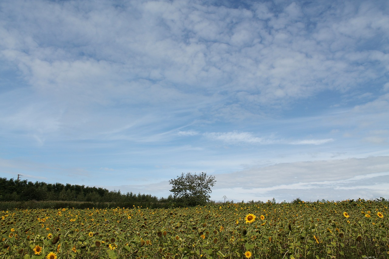 summer tree clouds free photo