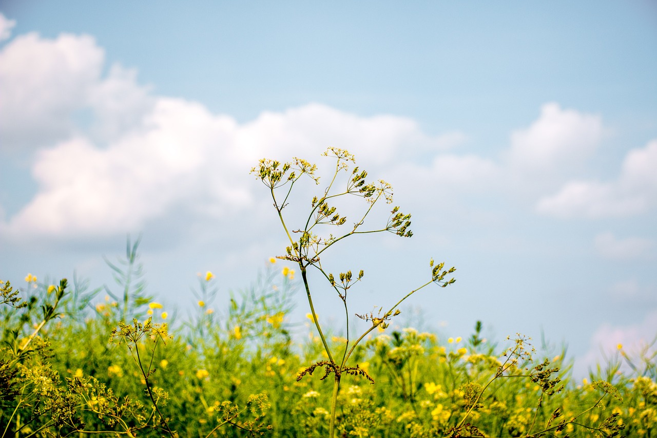 summer plant nature free photo