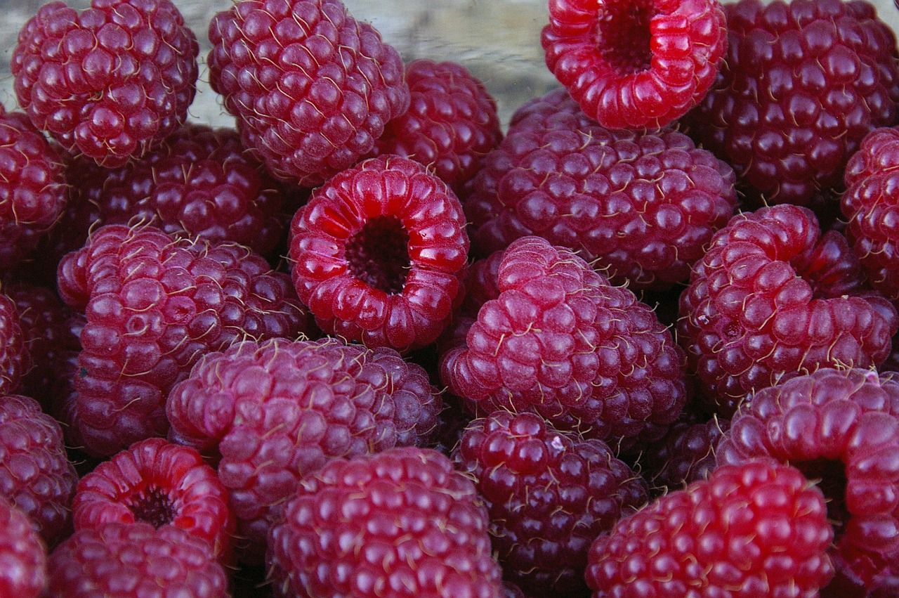 summer raspberries fruits free photo