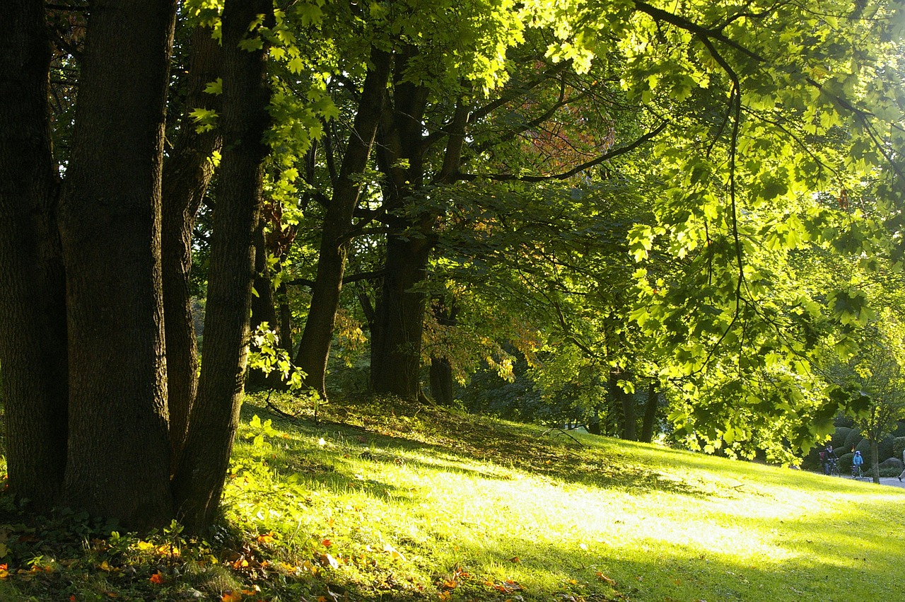 summer forest meadow free photo