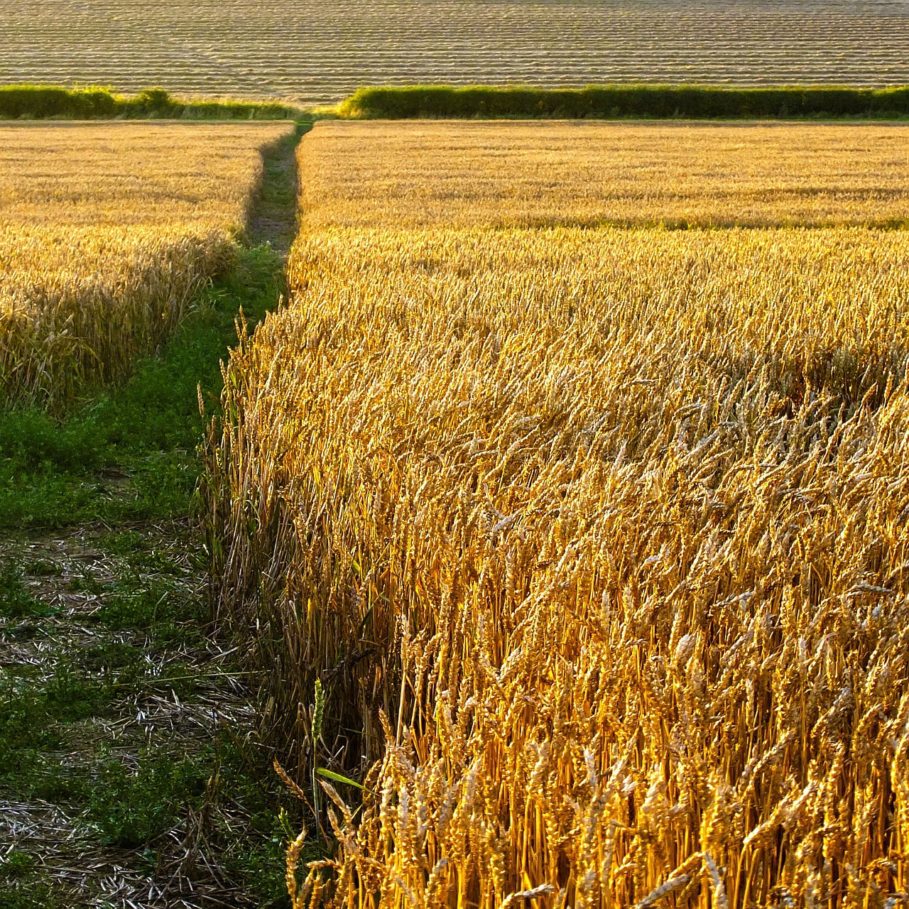 summer field wheat free photo