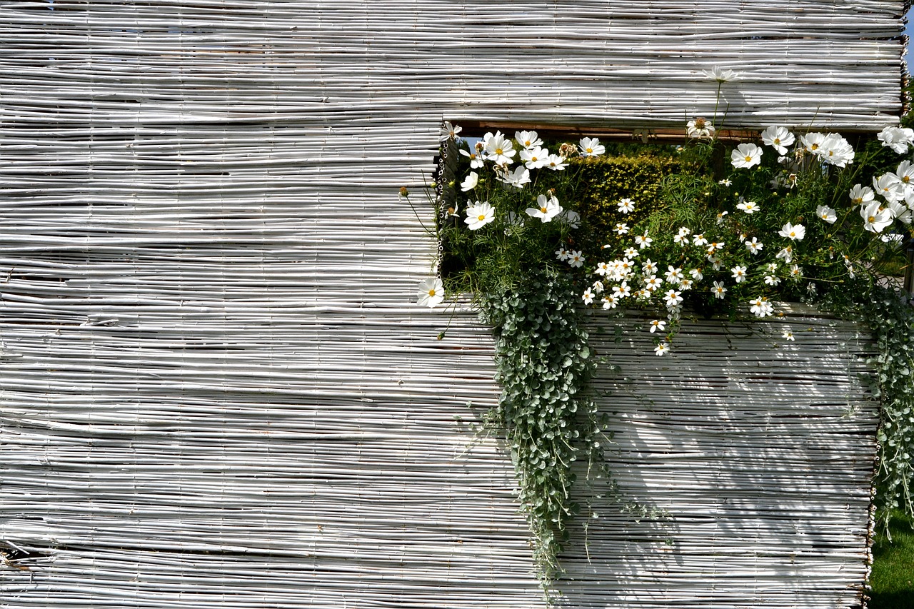 summer flowers white free photo