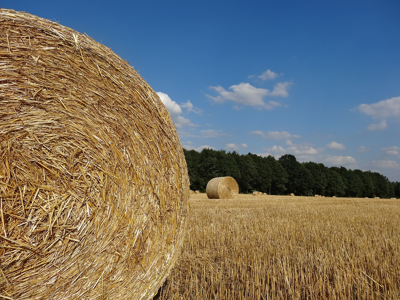 summer straw field free photo