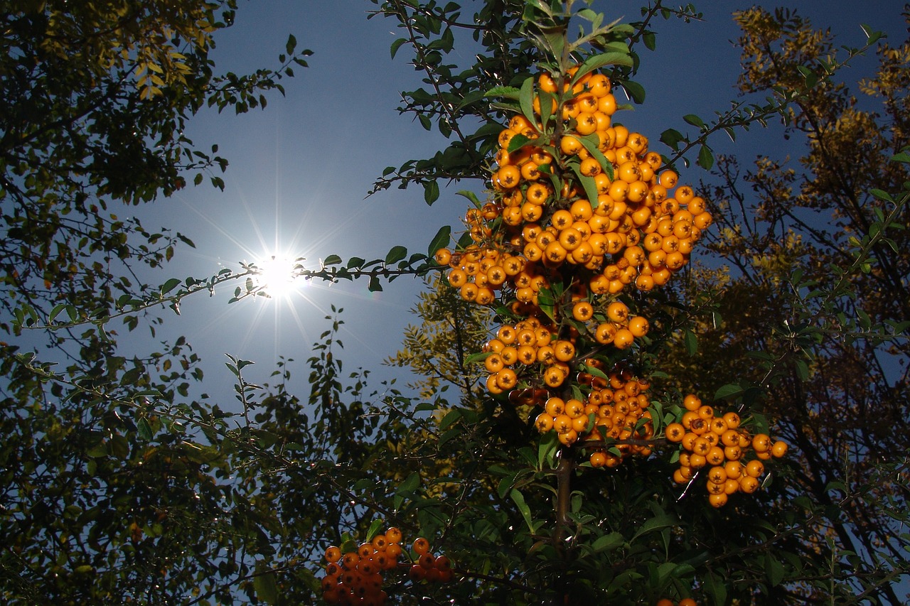 summer crop berry free photo