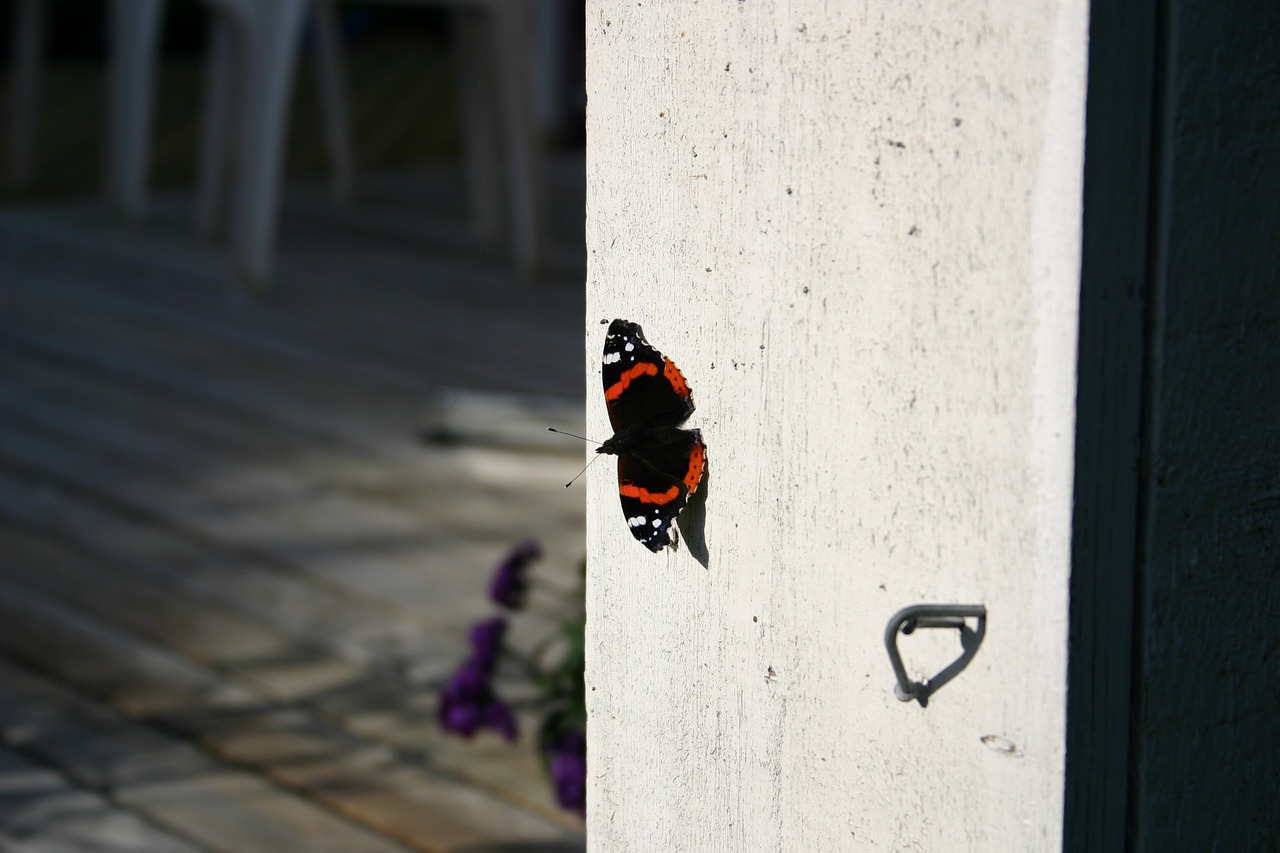 summer nature butterfly free photo