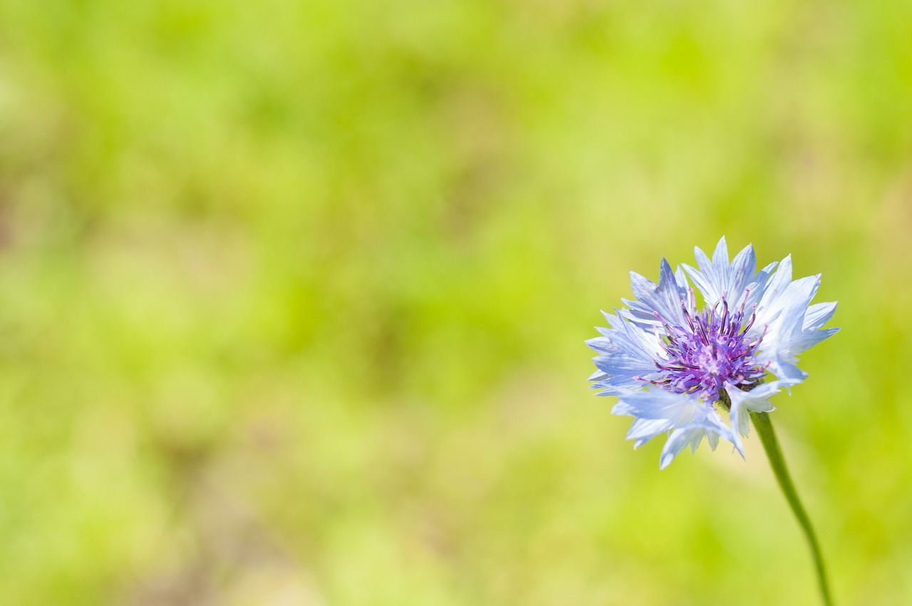 summer flower spring free photo