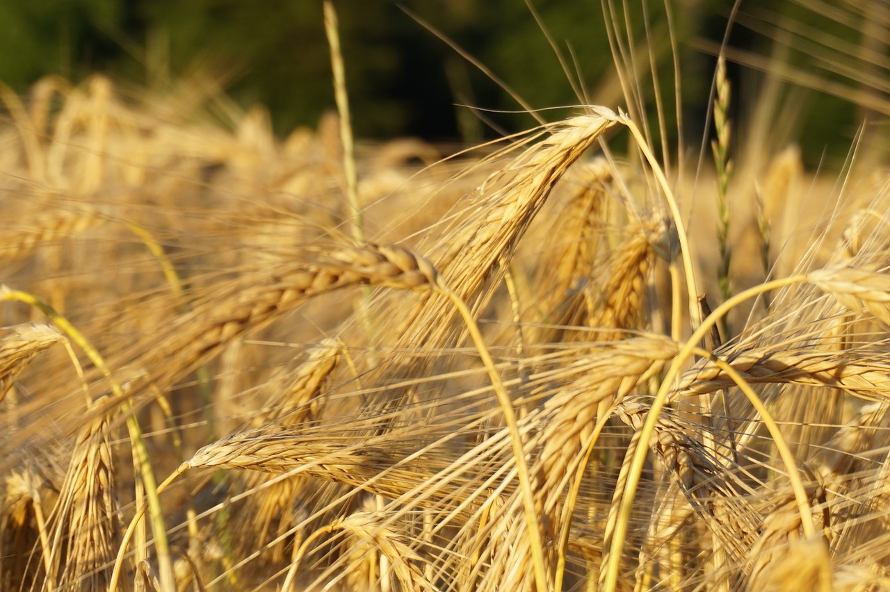 summer cornfield nature free photo