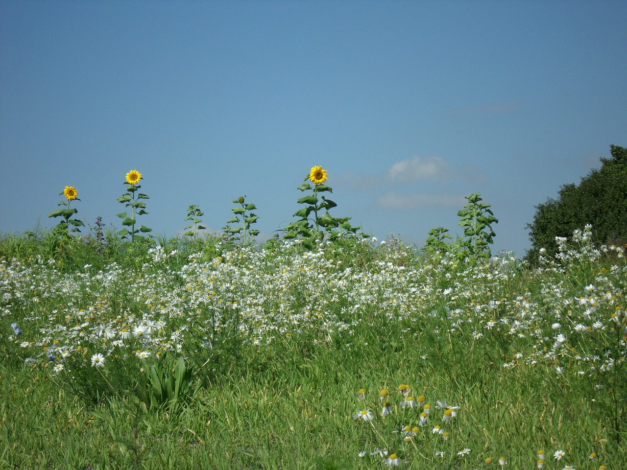 summer flower meadow chamomile free photo