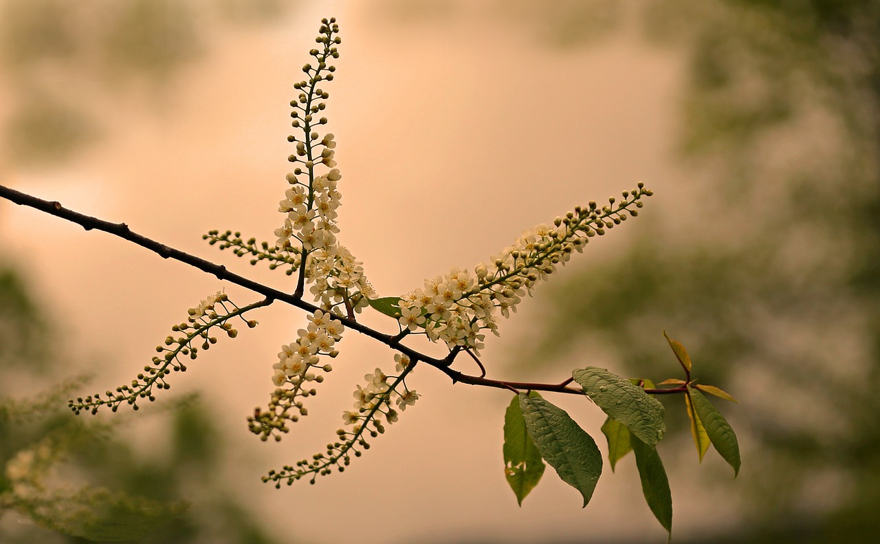 summer sun branch free photo