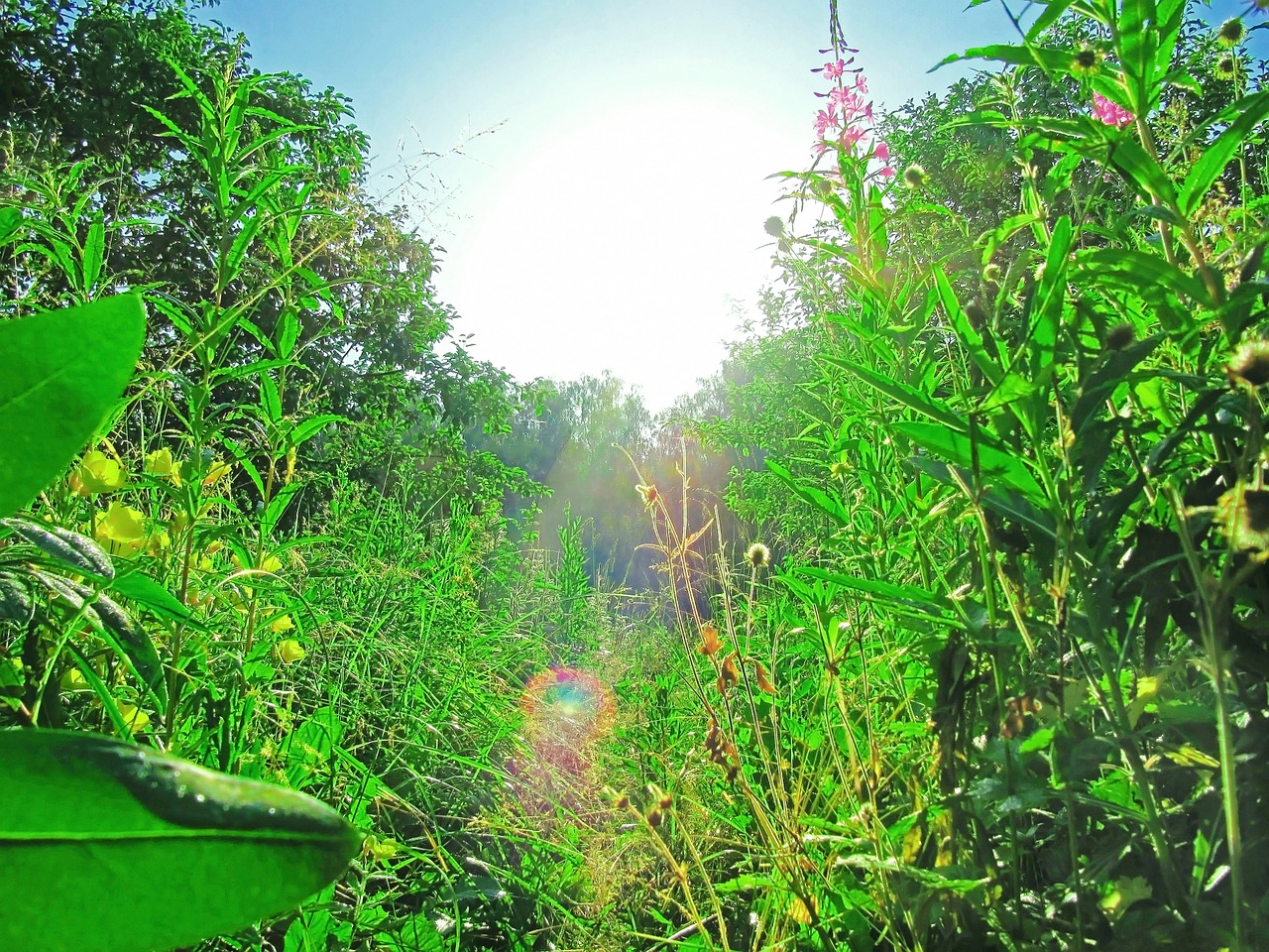 summer long grass green free photo