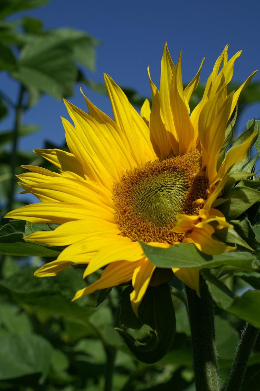 summer sun flower plant free photo