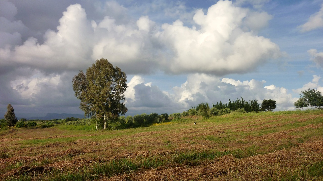 summer meadow storm clouds free photo