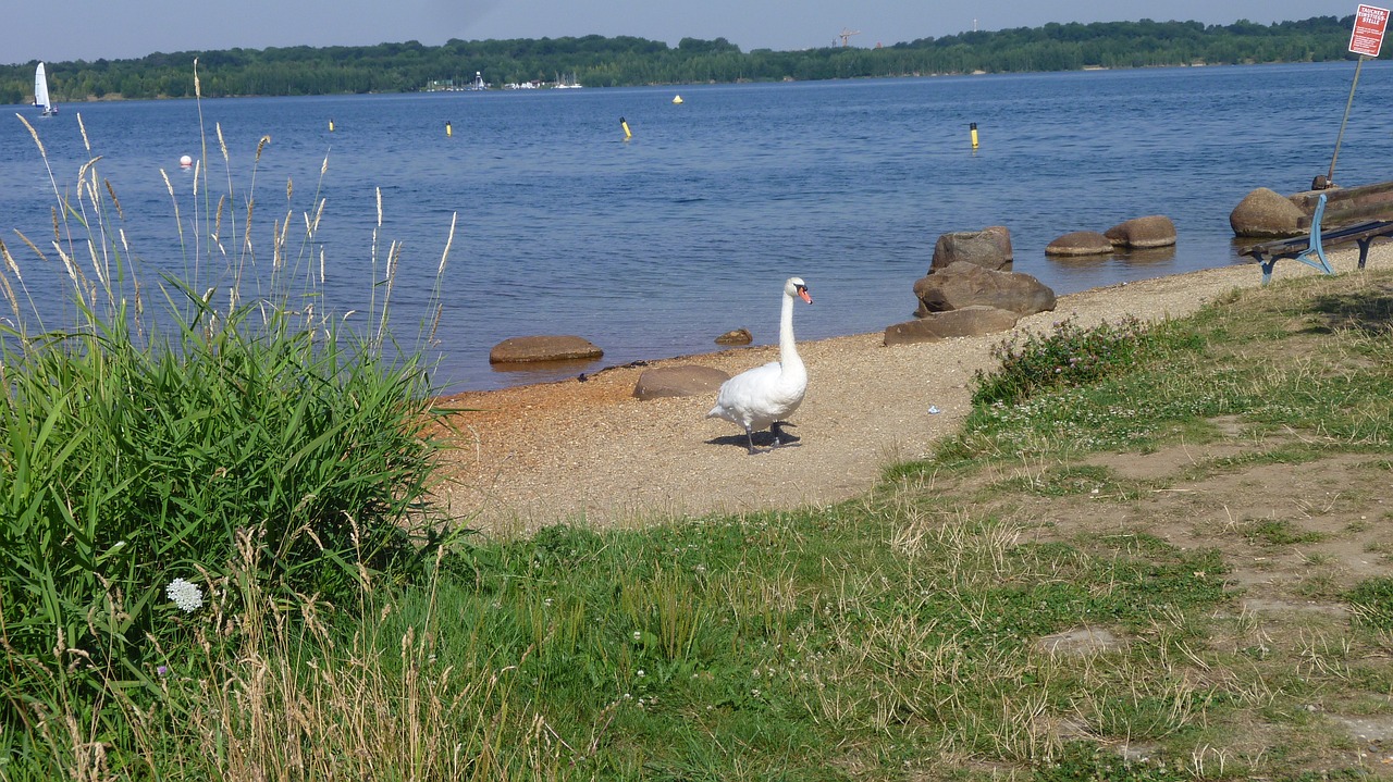 summer lake swan free photo