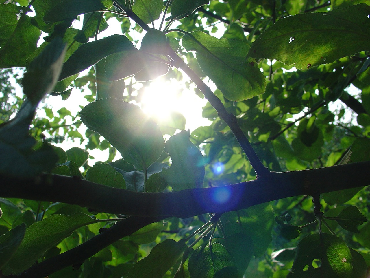 summer foliage tree free photo