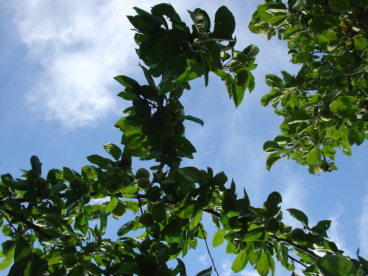 summer foliage tree free photo