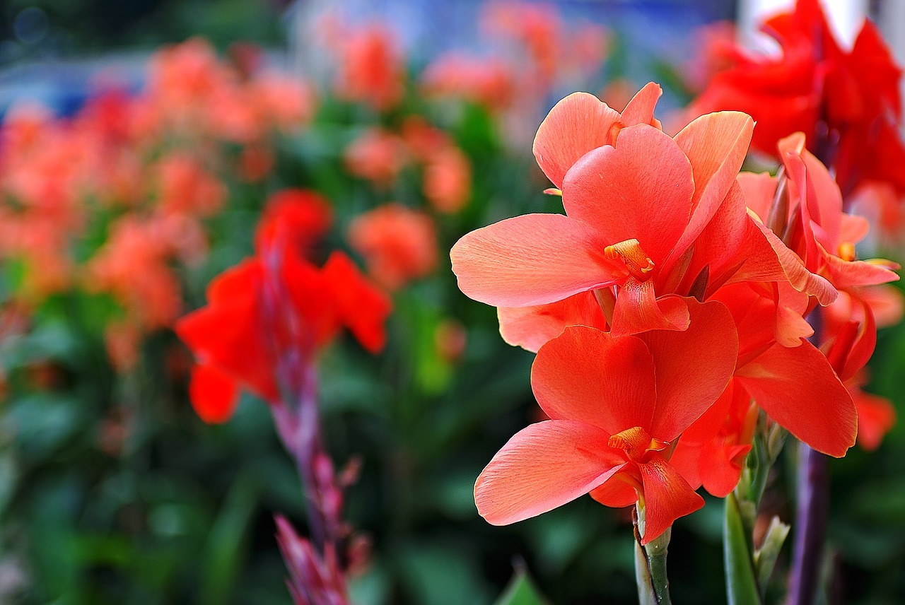 summer flowers gladiolus free photo