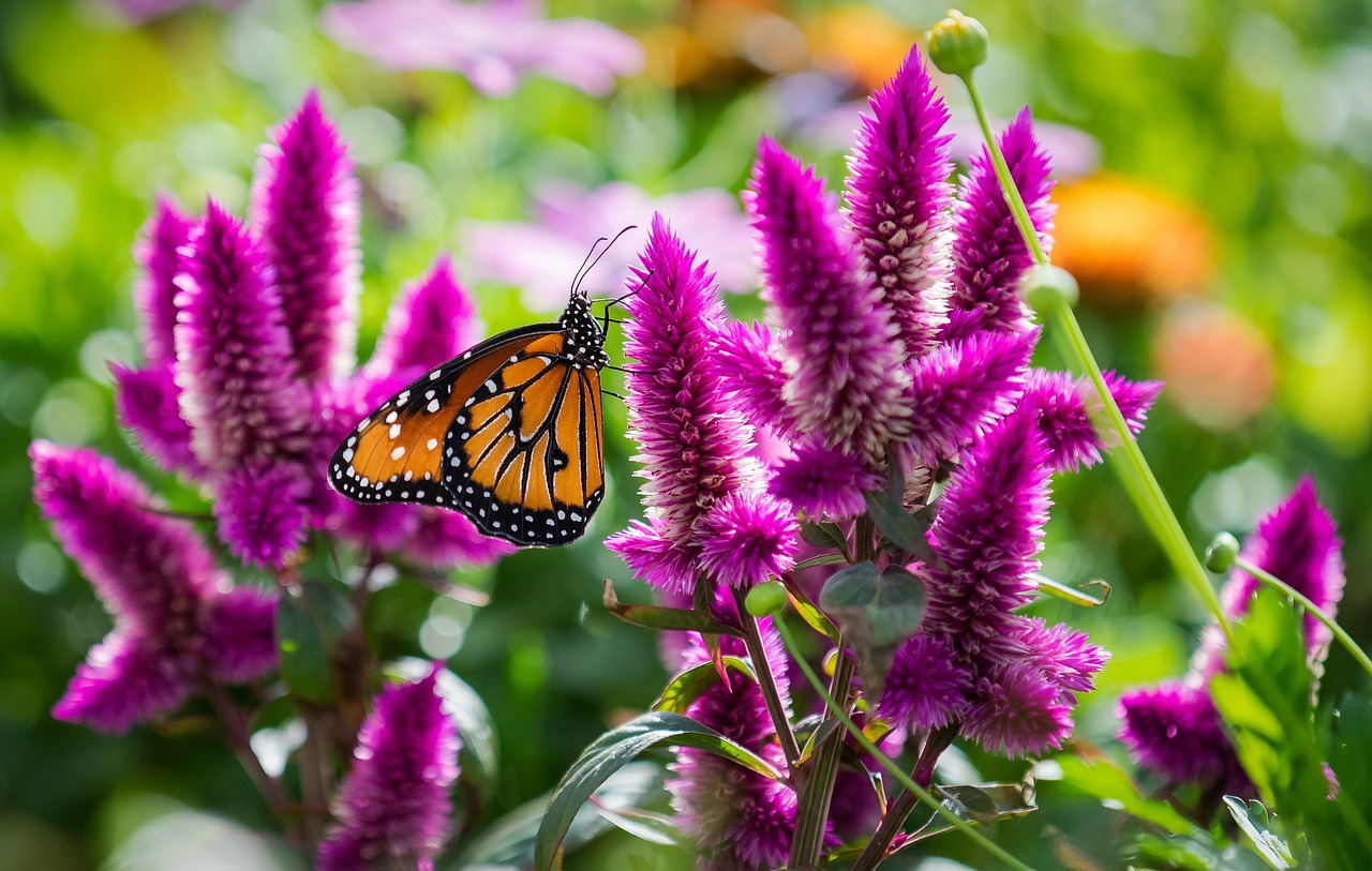 summer flowers butterfly free photo